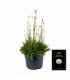 Armeria