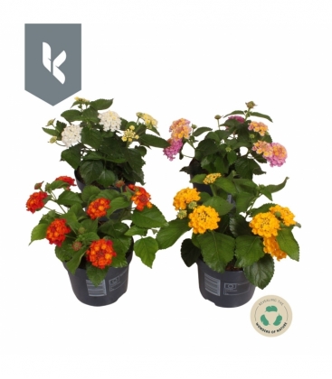 Lantana