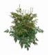 Astilbe
