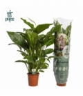 Spathiphyllum