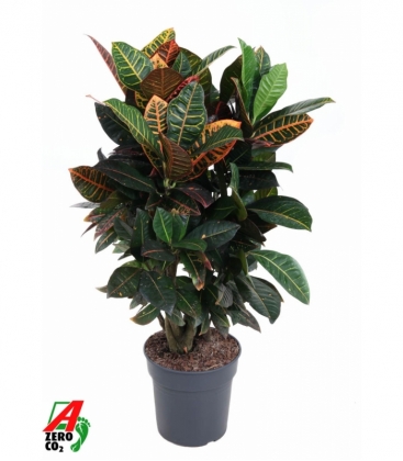 Croton
