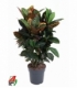 Croton