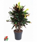 Croton