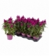 Celosia