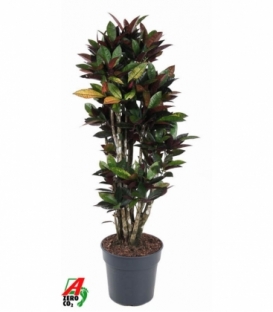 Croton