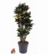 Croton