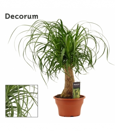 Beaucarnea