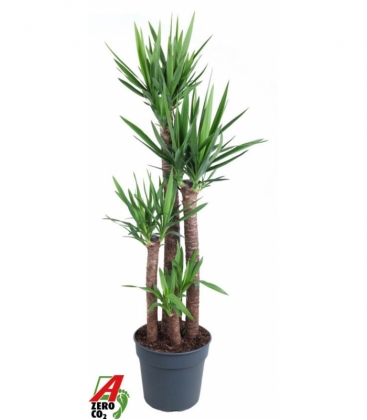 Yucca