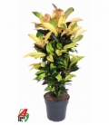 Croton