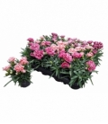 Dianthus