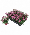 Dianthus