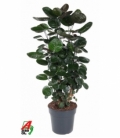 Polyscias