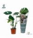 Monstera