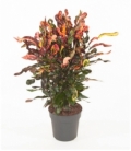 Croton