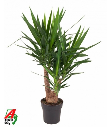 Yucca