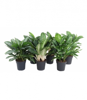 Aglaonema