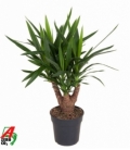 Yucca