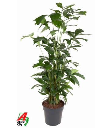 Caryota