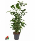 Caryota