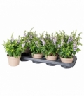 Angelonia