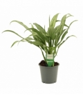 Aglaonema
