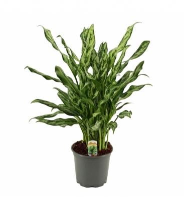 Aglaonema