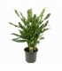 Aglaonema