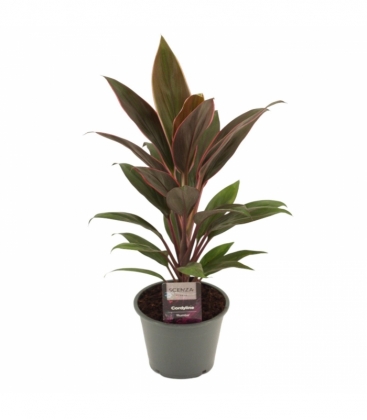 Cordyline