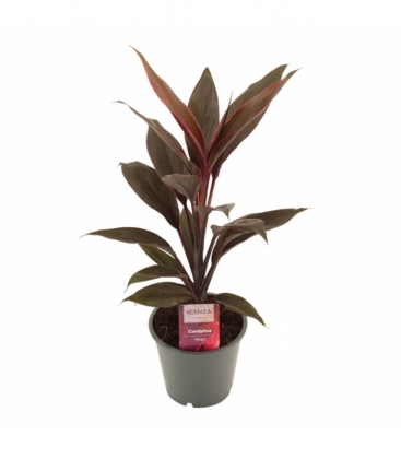 Cordyline