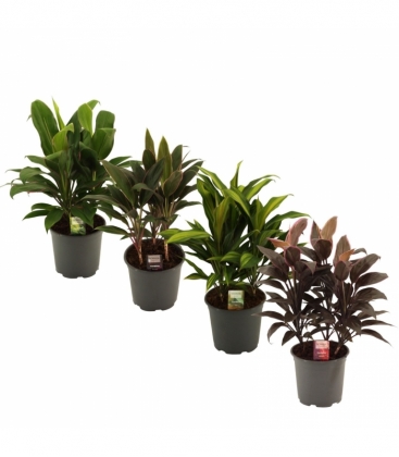 Cordyline
