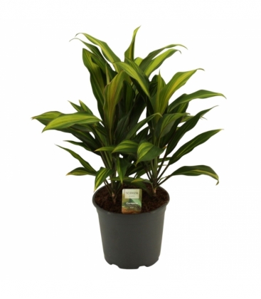 Cordyline