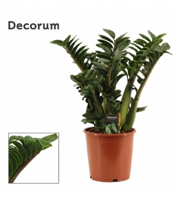Zamioculcas