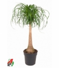 Beaucarnea