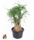 Beaucarnea