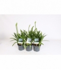 Agapanthus