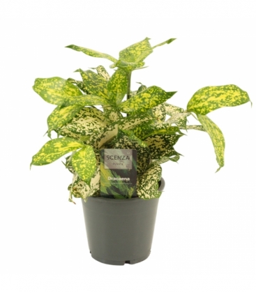 Dracaena
