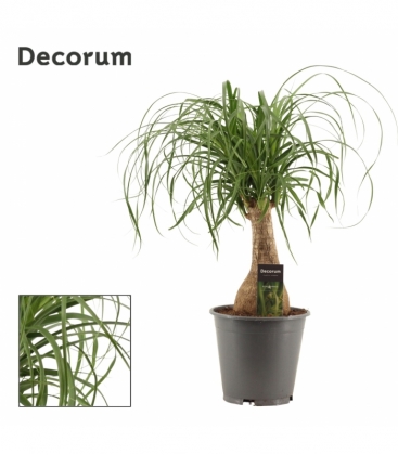 Beaucarnea