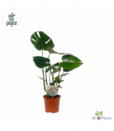 Monstera