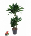Dracaena
