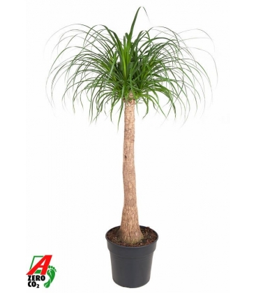 Beaucarnea