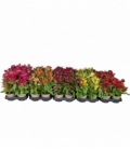 Celosia