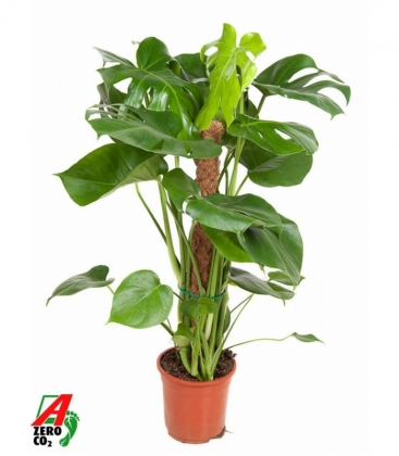 Monstera