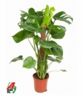 Monstera