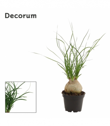 Beaucarnea