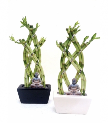 Dracaena