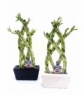 Dracaena