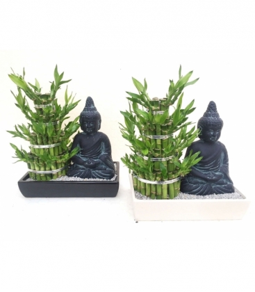 Dracaena