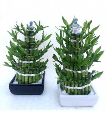 Dracaena