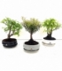 Bonsai