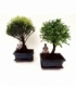 Bonsai